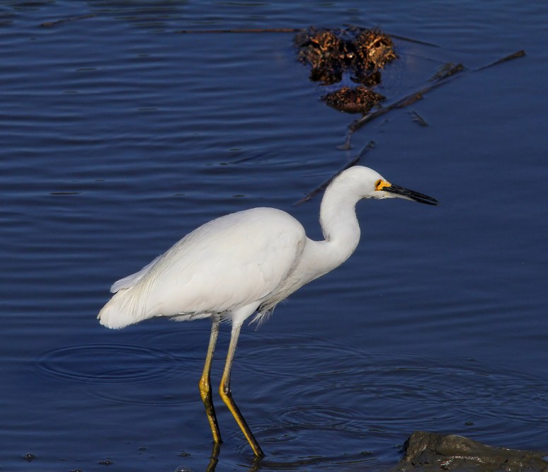 Snowy and Alligator Fishing 