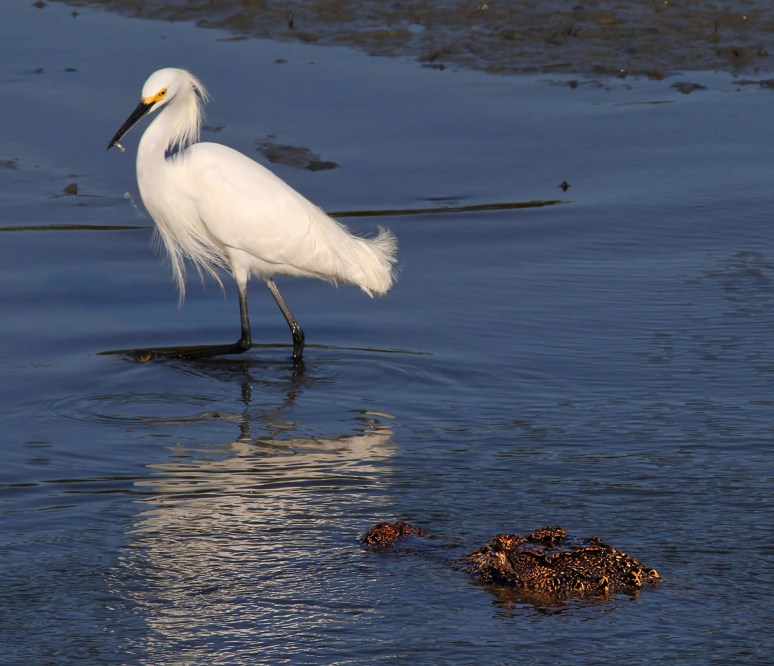 Snowy and Alligator Fishing 