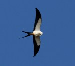 Swallow-Tailed Kite