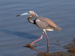 Tricolored Heron Fishing
