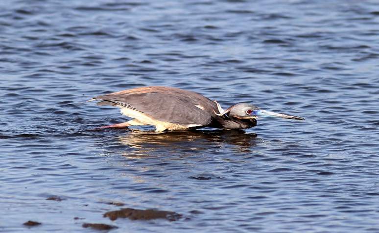 Tricolored Heron Fishing 