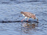 Tricolored Heron Fishing