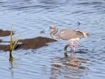 Tricolored Heron Fishing