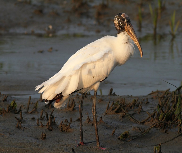 Wood Stork Fishing 