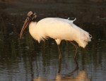 Wood Stork Fishing