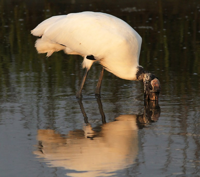 Wood Stork Fishing 
