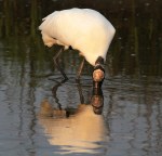 Wood Stork Fishing