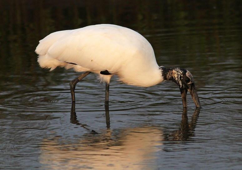 Wood Stork Fishing 