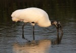 Wood Stork Fishing