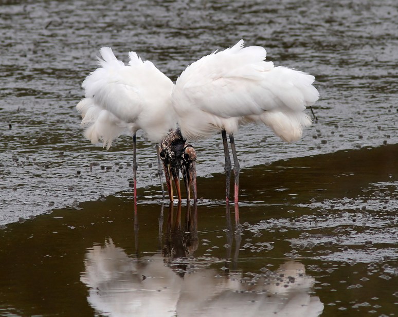 Wood Storks In Love 