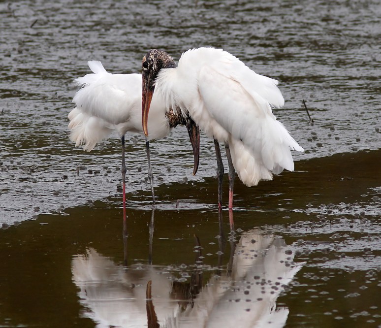 Wood Storks In Love 