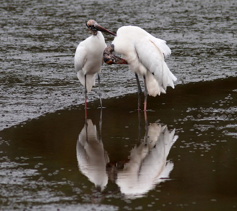 Wood Storks In Love 