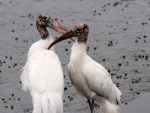 Wood Storks In&nbsp;Love