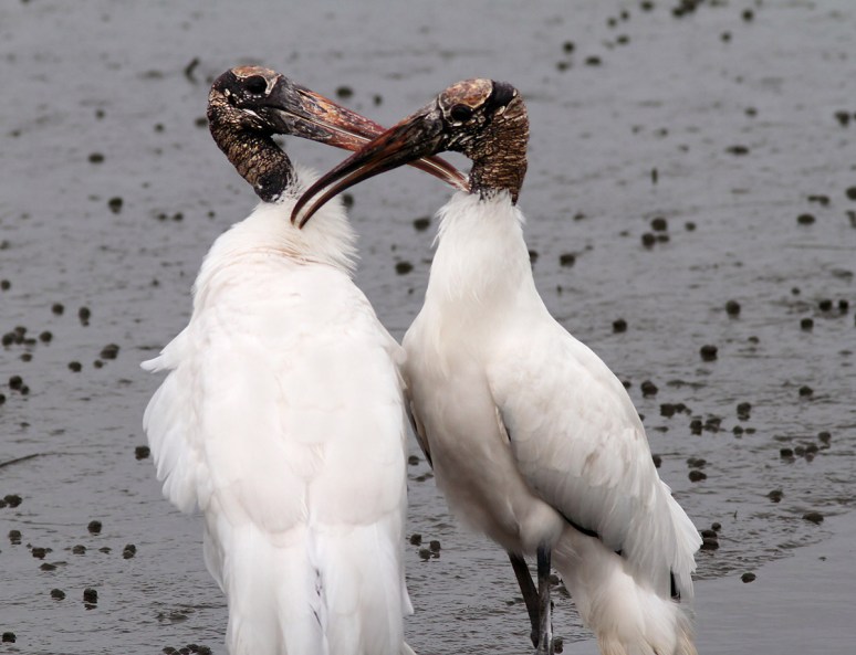 Wood Storks In Love 