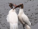 Wood Storks In&nbsp;Love