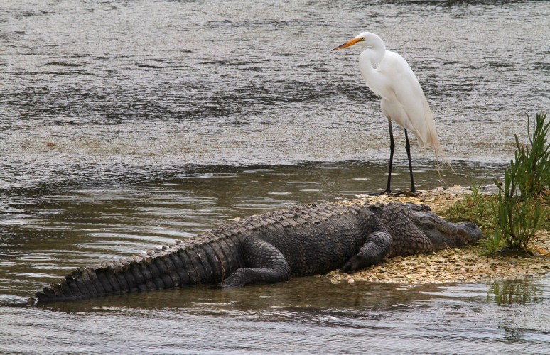 Alligator and Egret 
