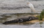 Alligator and Egret