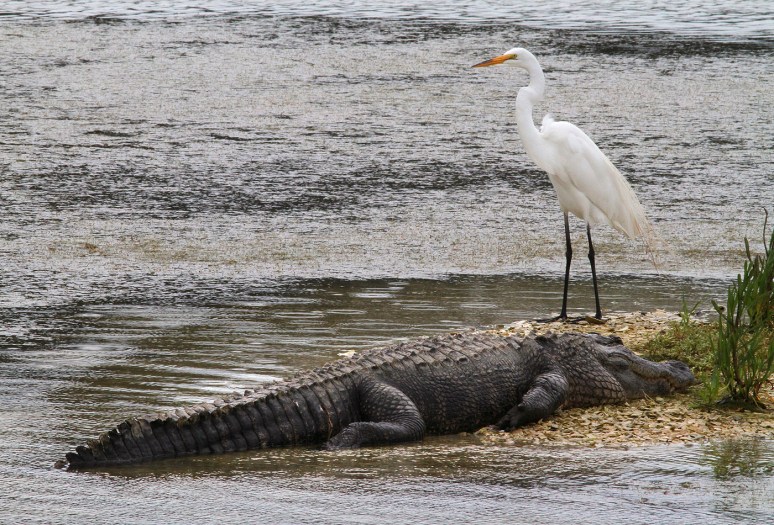 Alligator and Egret 