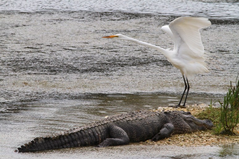 Alligator and Egret 