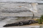 Alligator and Egret