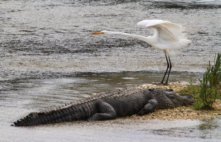 Alligator and Egret 