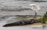 Alligator and Egret