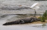 Alligator and Egret