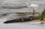 Alligator and Egret