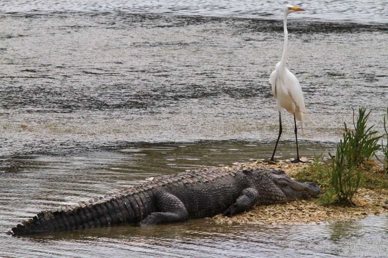 Alligator and Egret 