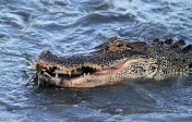Alligator Crabbing in Salt Marsh 