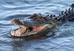 Alligator Crabbing in Salt&nbsp;Marsh