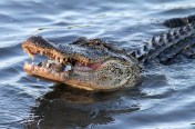 Alligator Crabbing in Salt Marsh 