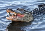Alligator Crabbing in Salt&nbsp;Marsh