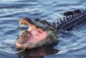 Alligator Crabbing in Salt Marsh 