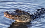 Alligator Crabbing in Salt Marsh 