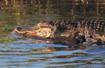 Alligator Feeding in the Salt&nbsp;Marsh