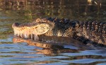 Alligator Feeding in the Salt&nbsp;Marsh