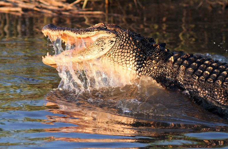Alligator Feeding in the Salt Marsh 