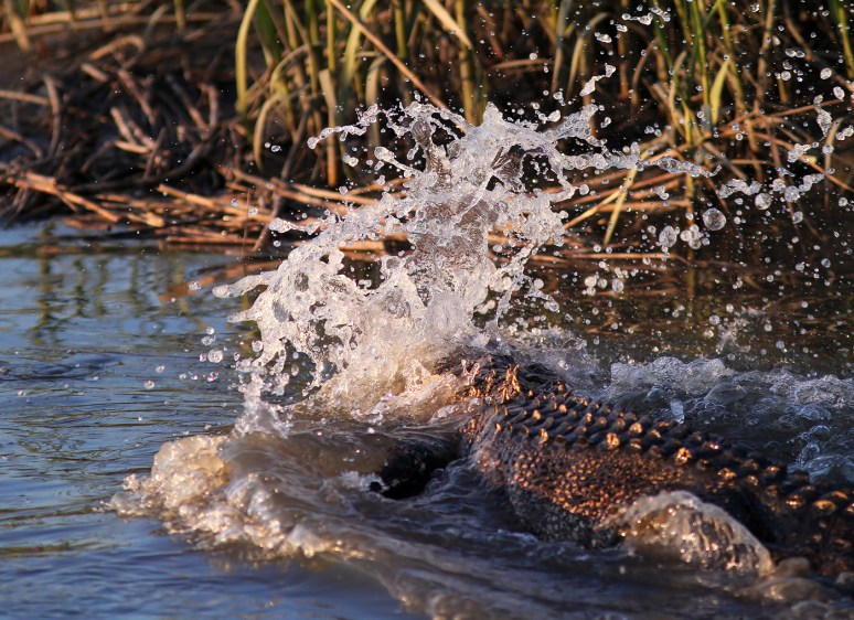 Alligator Feeding in the Salt Marsh 