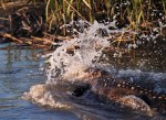 Alligator Feeding in the Salt&nbsp;Marsh