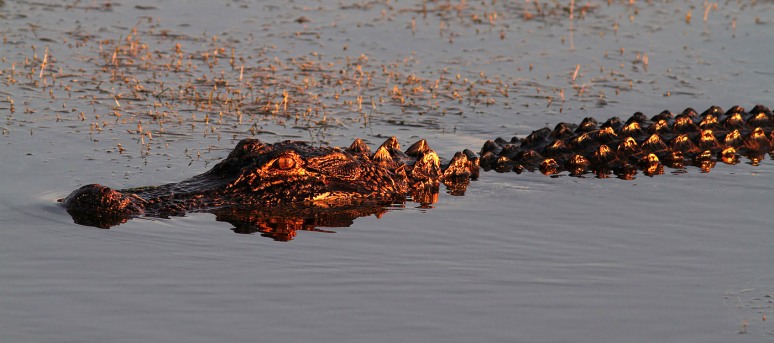 Alligator Floating in at Sunset