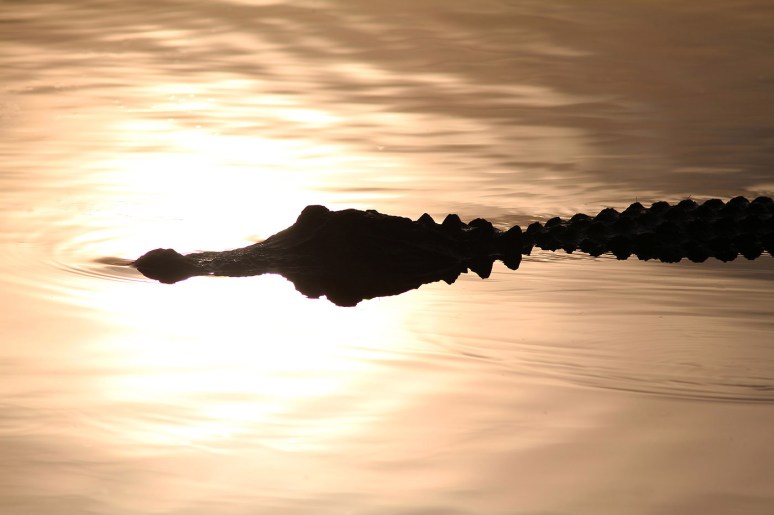 Alligator Sunset Silhouette