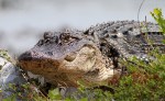 Alligator Walks Out Of Salt&nbsp;Marsh