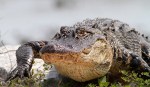 Alligator Walks Out Of Salt&nbsp;Marsh