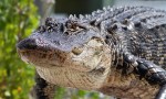 Alligator Walks Out Of Salt&nbsp;Marsh