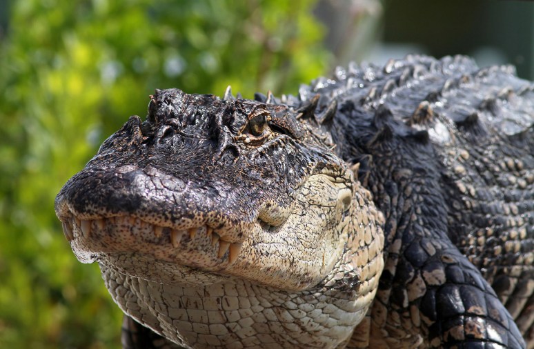 Alligator Walks Out Of Salt Marsh 