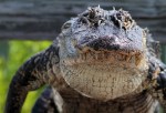 Alligator Walks Out Of Salt&nbsp;Marsh