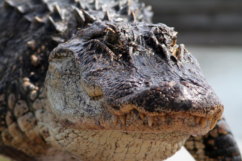Alligator Walks Out Of Salt Marsh 