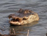 Alligator with Crab in Salt&nbsp;Marsh