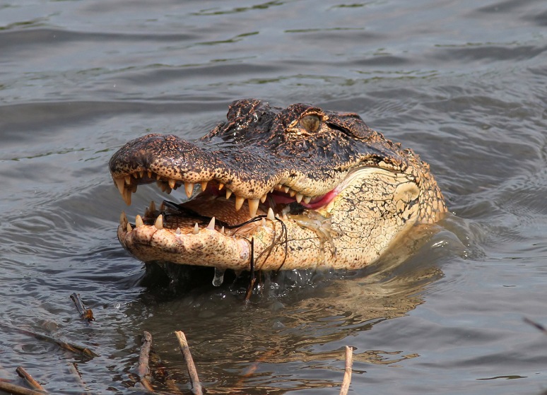 Alligator with Crab in Salt Marsh 